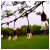 dh_light_garland_401_3_1.png