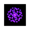 focus-cmy-compact-web-14.jpg