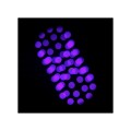 focus-cmy-compact-web-15.jpg